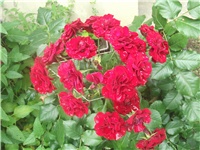 0dd785e7-Picture 024.jpg